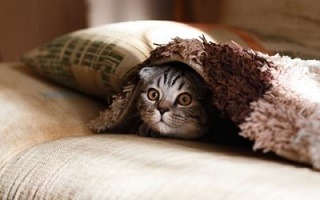 Cornerstone Co-op Housing Pets Allowed