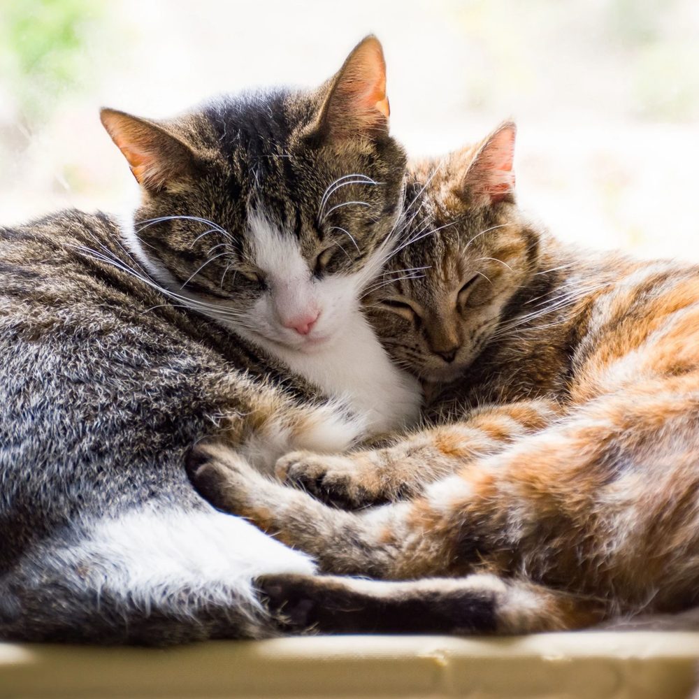 Pets are welcome at Cornerstone